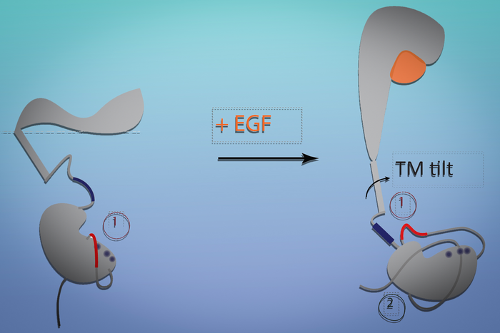 How the epidermal growth factor (EGF) receptor changes its conformation when it binds to EGF.