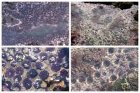 Purple Sea Urchins, before and after Die-Off