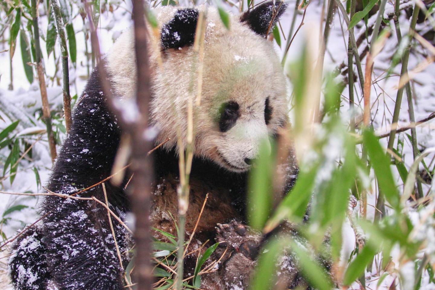Panda Grazing Bamboo