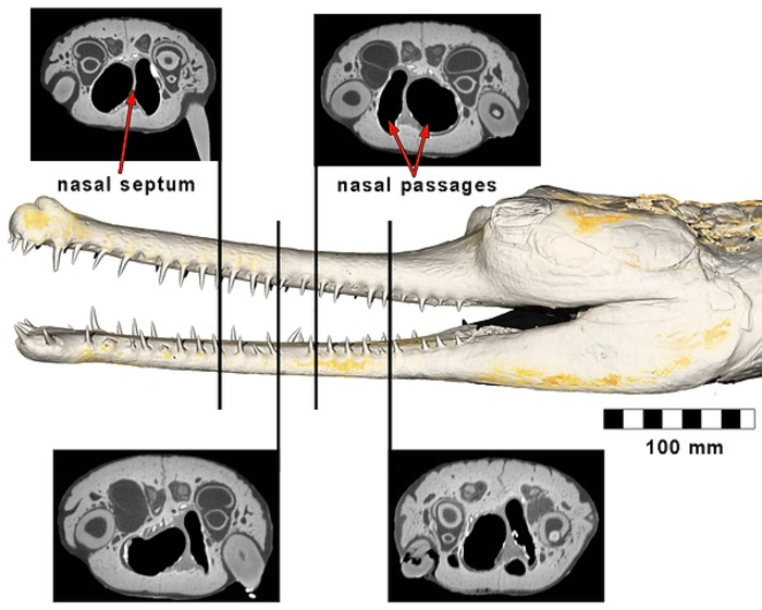 Cross-section