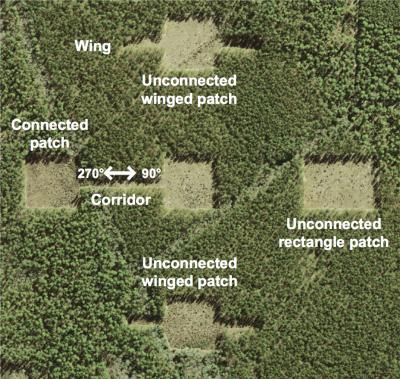 Aerial Photo: Forest Patches and Corridor