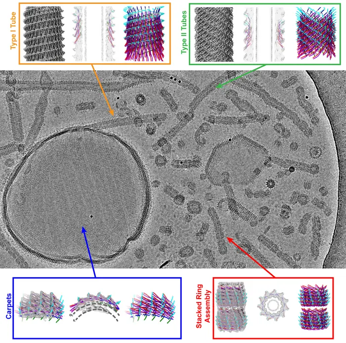 Fascinating Insights into the Cell’s Repair System