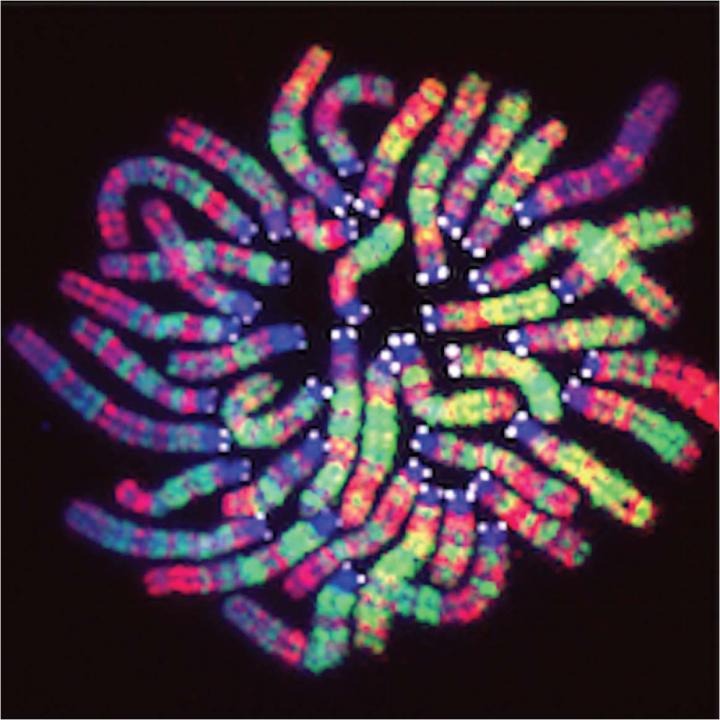 Chromosomes in Mouse Embryo