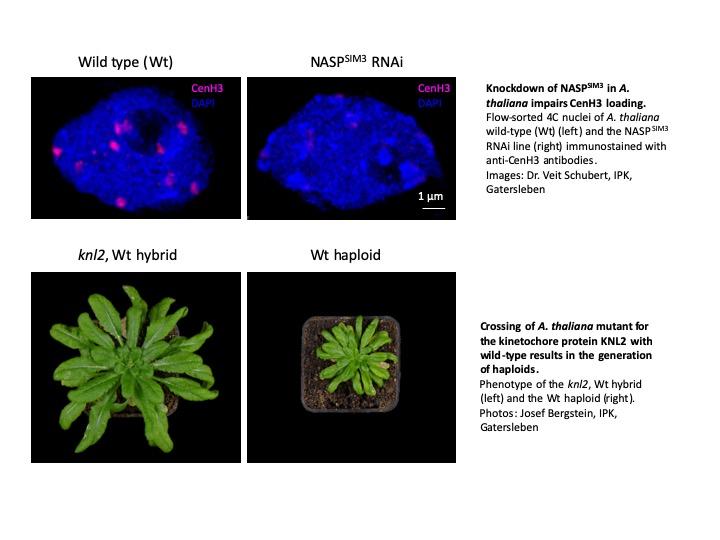 Investigating the Roles of Kinetochores in Cell Division