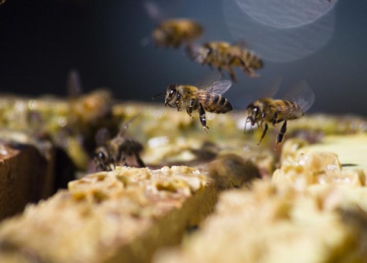 Similarities Found in Bee and Mammal Social Organization