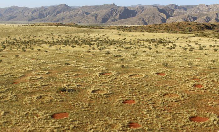 Fairy circles in the Namib Desert.