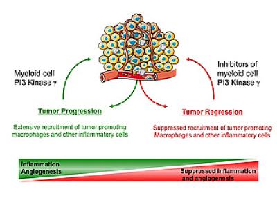 P13 Tumor Suppressor