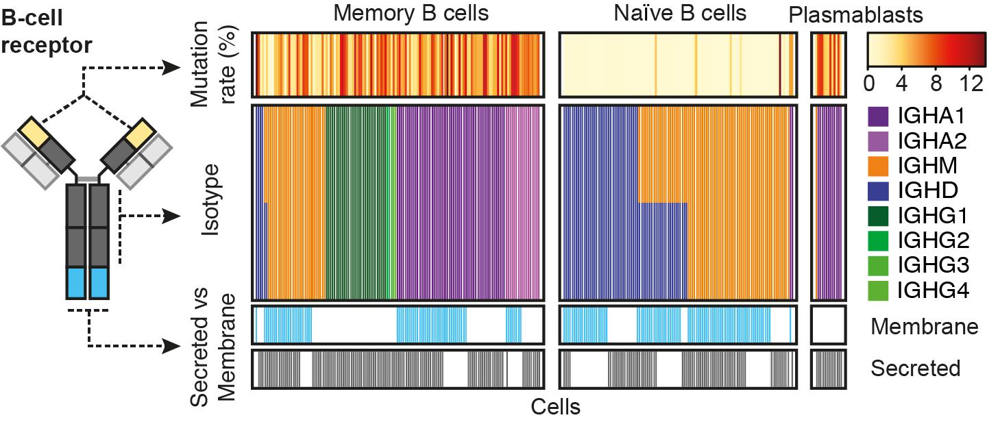 A Genomic Barcode Tracker for Immune Cells