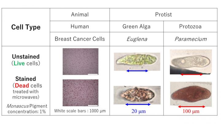 A Novel Natural Dye for Screening Cell Viability