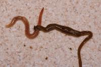 Giant Worm vs Earthworm