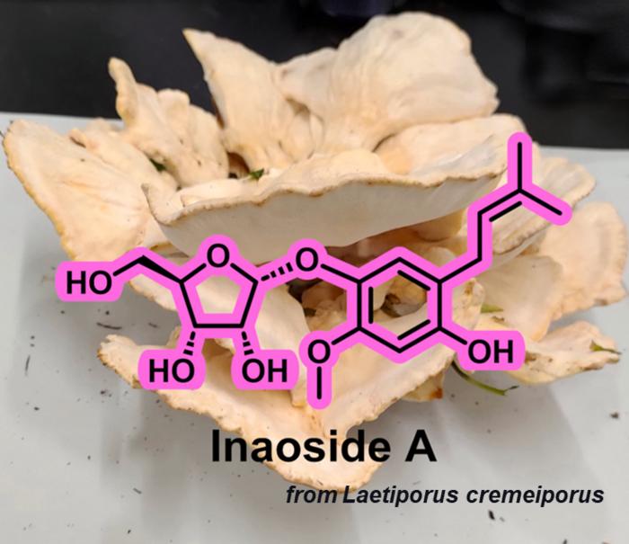 Discovering a new antioxidant compound, Inaoside A from Laetiporus cremeiporus