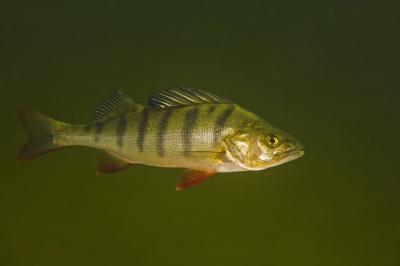 Perch (<i>Perca fluviatilis</i>)