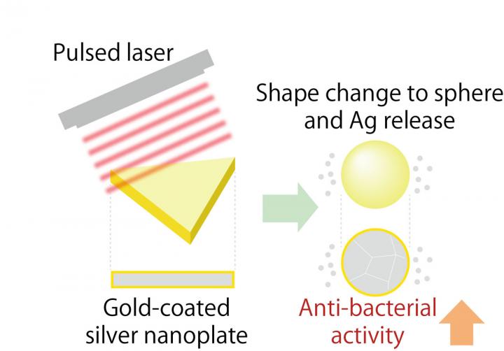 The Antibacterial Activity of Gold-Coated Silver Nanoplates