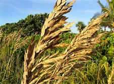 Sea Oats (<i>Uniola paniculata</I>)