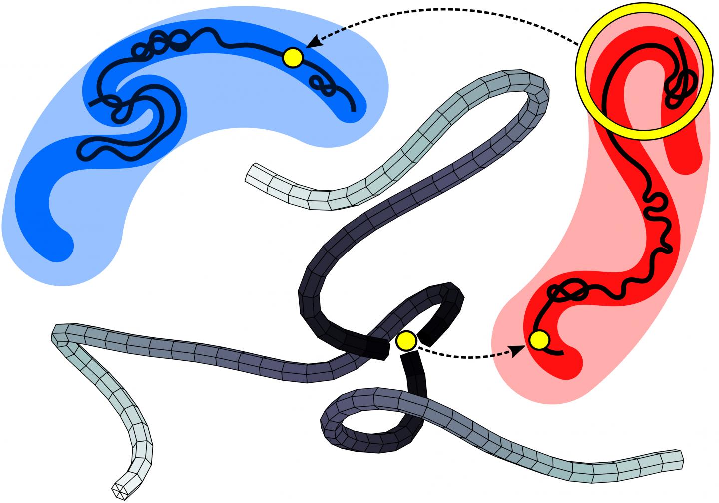5D Entanglement in Star