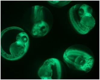 Zebrafish Offer a Window into [IMAGE] | EurekAlert! Science News Releases