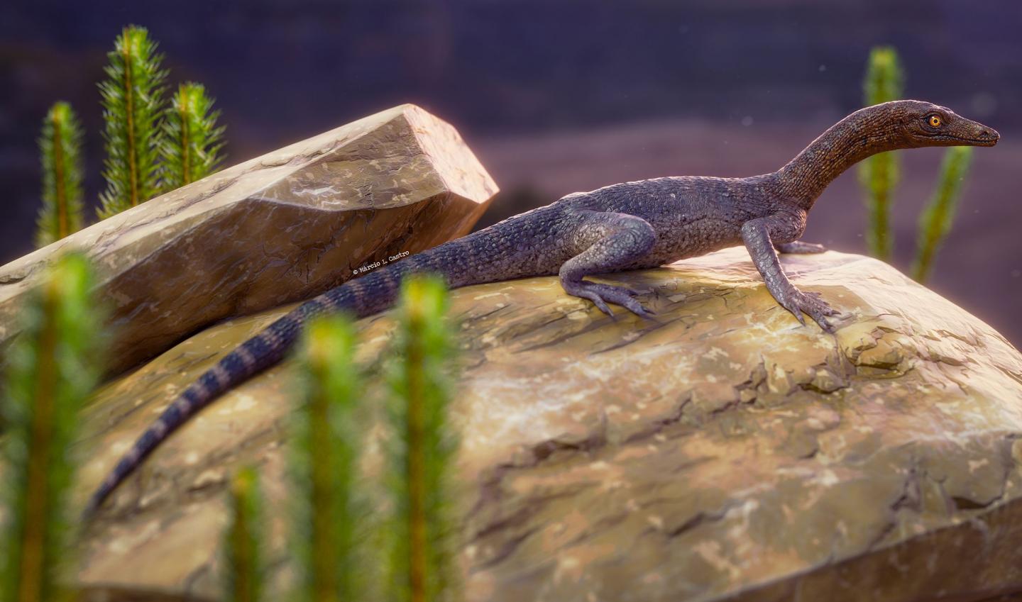New fossil from Brazil hints at the origins of the mysterious tanystropheid reptiles