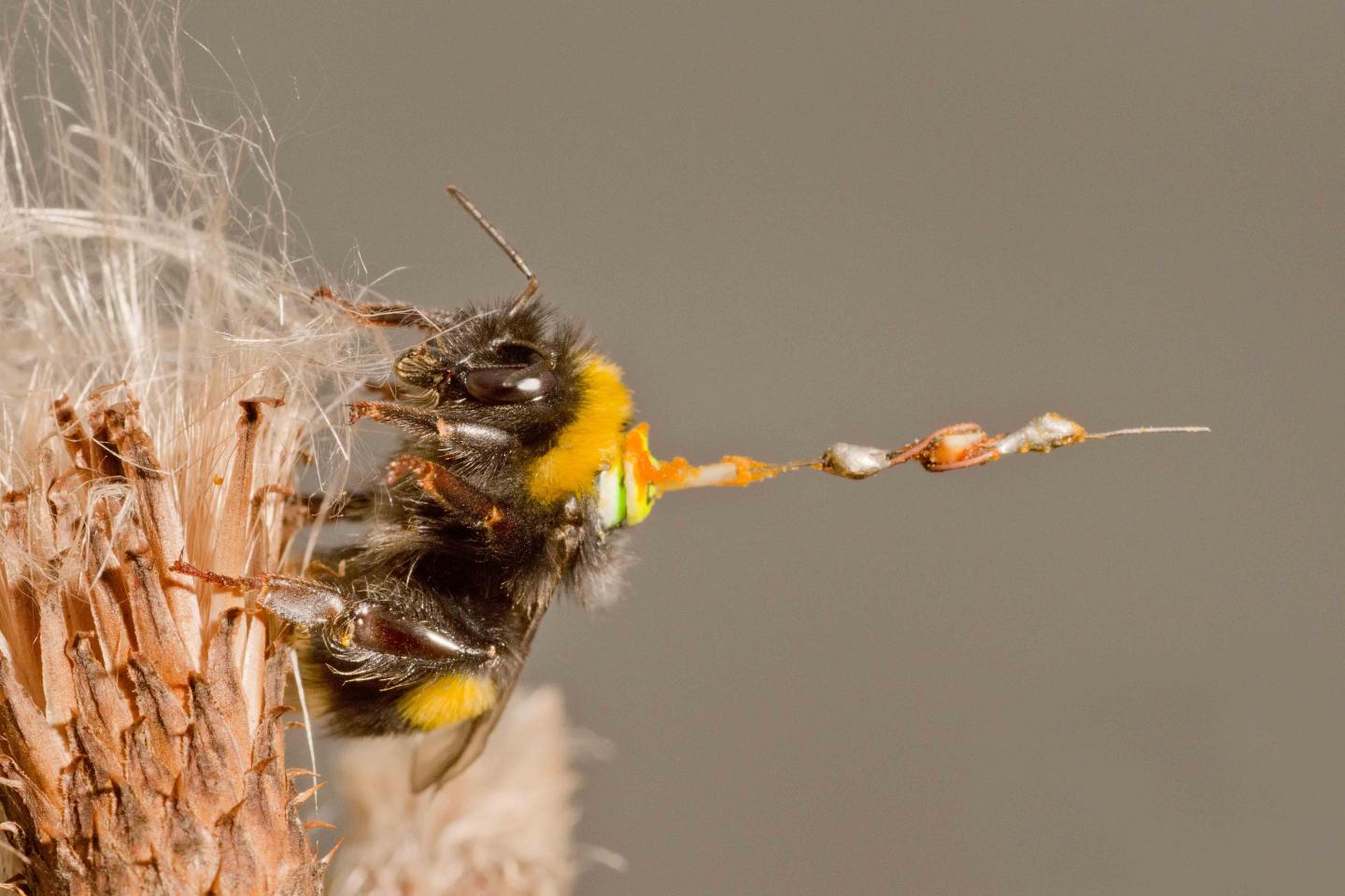 A Bumblebee Sitting on a Dead Thistle