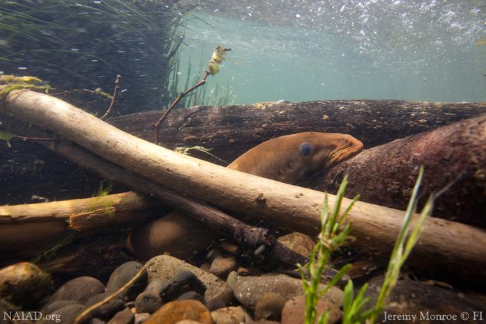 Pacific lamprey