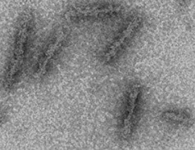 IFI16 Molecules Bound to DNA