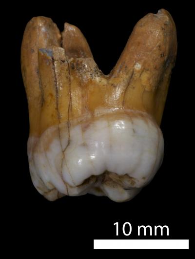 Denisovan Genome Sequenced (1 of 12)