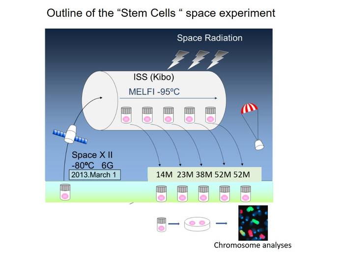 Outline of the ��Stem Cells�� space experiment