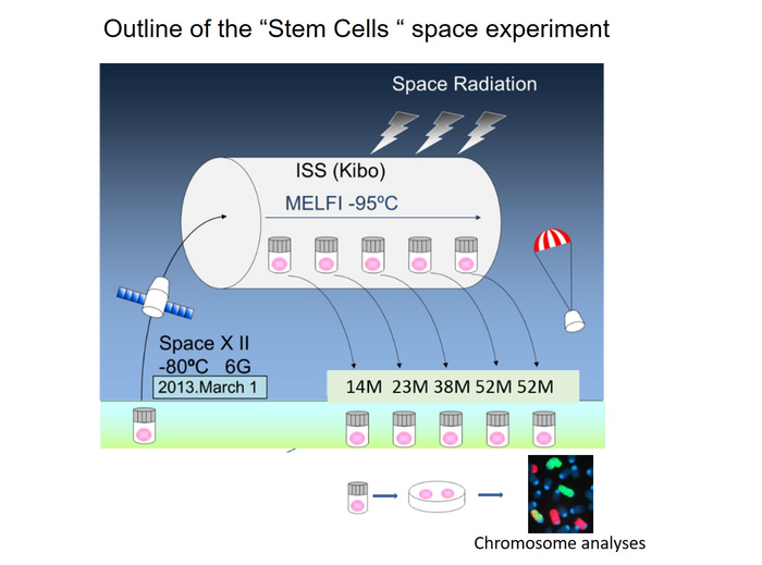 Outline of the “Stem Cells” space experiment