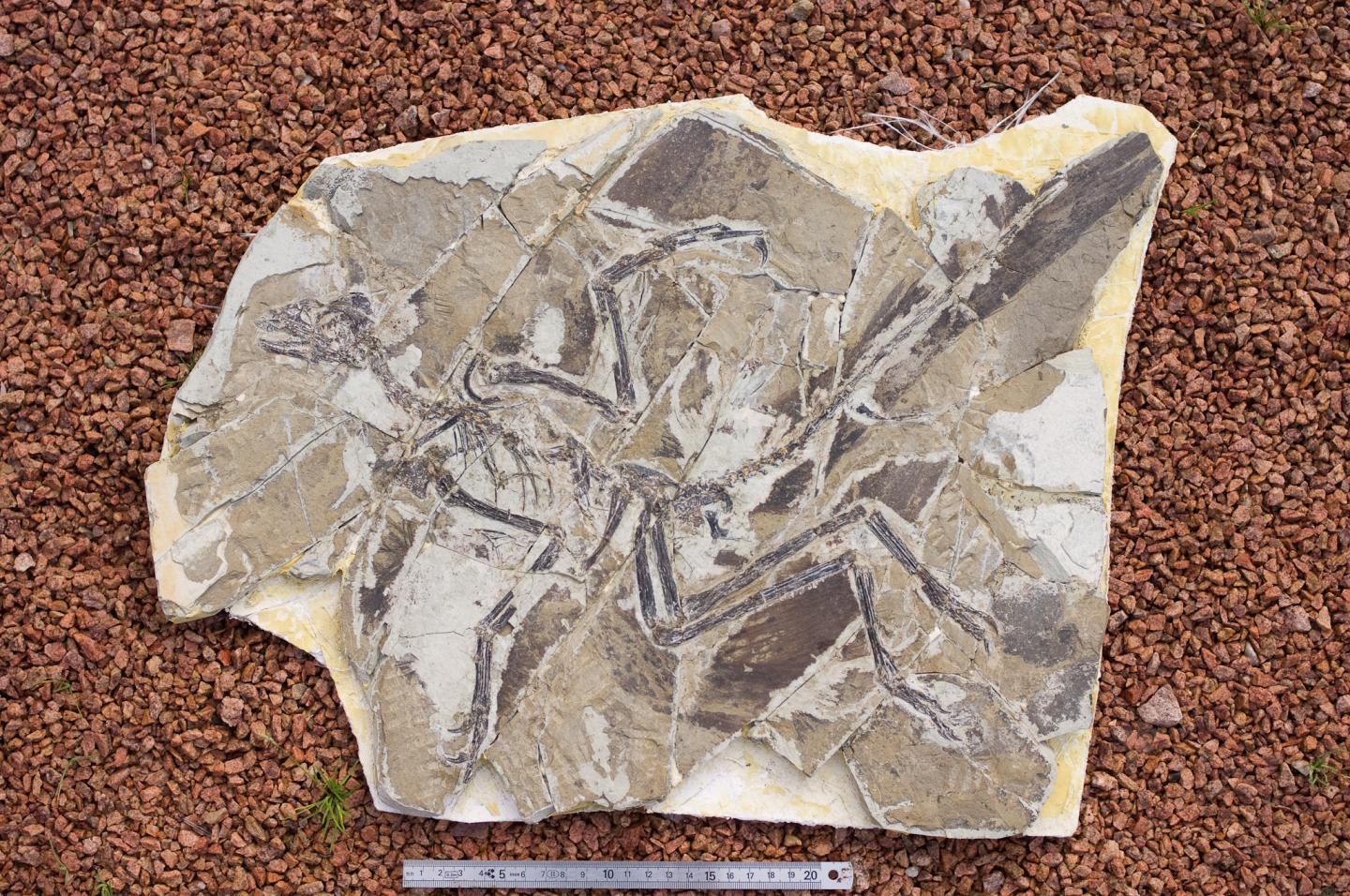 Feathered Fossil