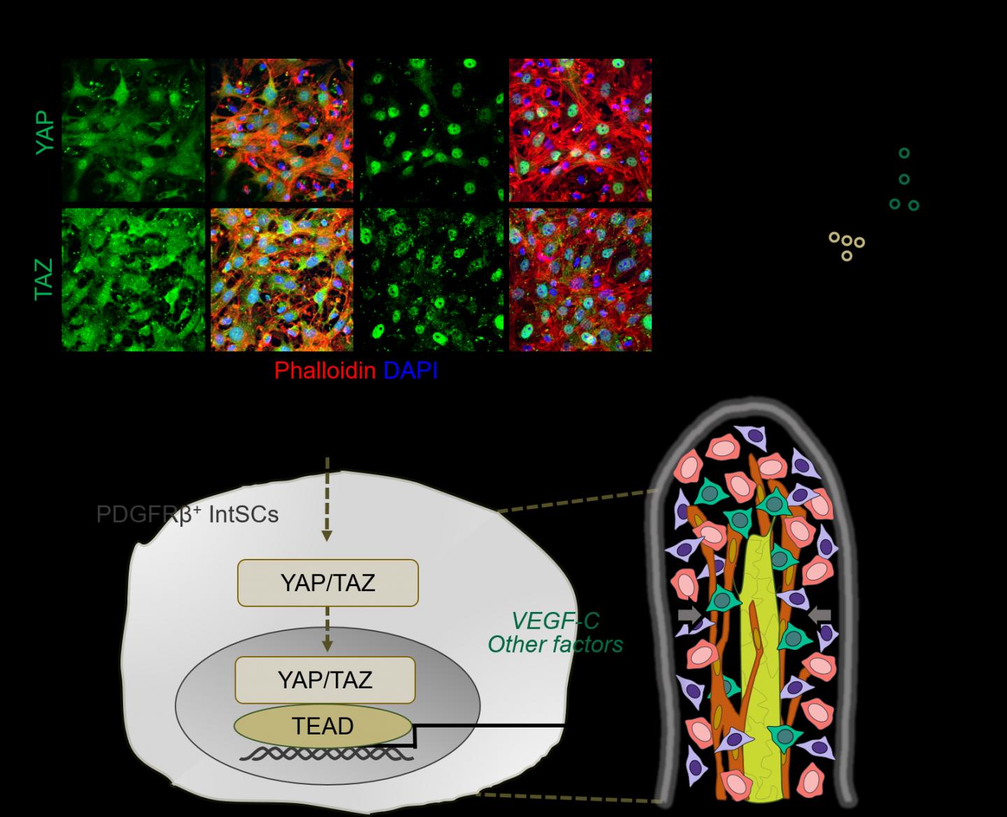 Fig. 3: Mechanical Stress Induces YAP/TAZ  Activation in Intestinal Stromal Cells