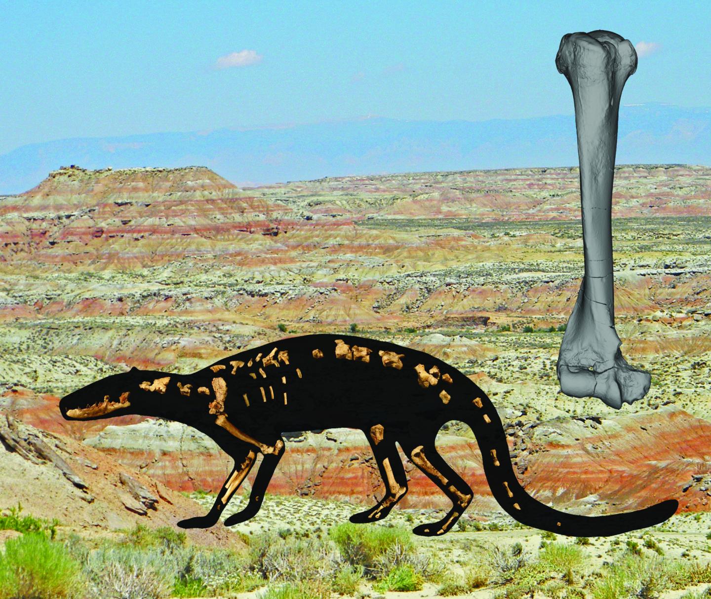 The Hyaenodontid <I>Galecyon</I>