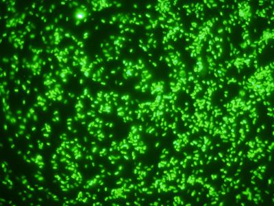 <i>Bacteroides ovatus</i>, Wild Strain