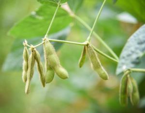 Soybean pods