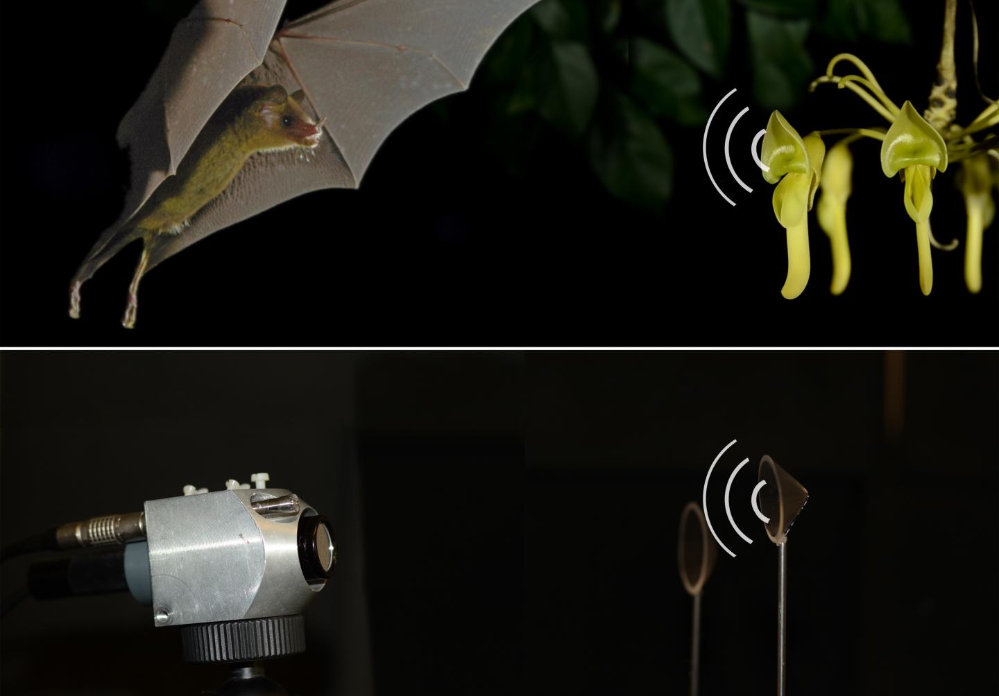 Bat-pollinated plants developed echo reflectors to attract bats. Reflectors inspired by these plants can guide robots.