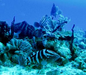 Nassau Groupers