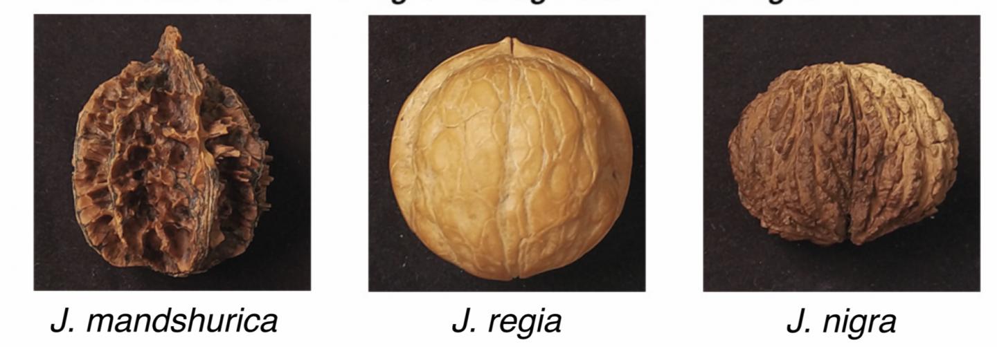 Scientists Crack Origin Of The Persian Walnut Eurekalert