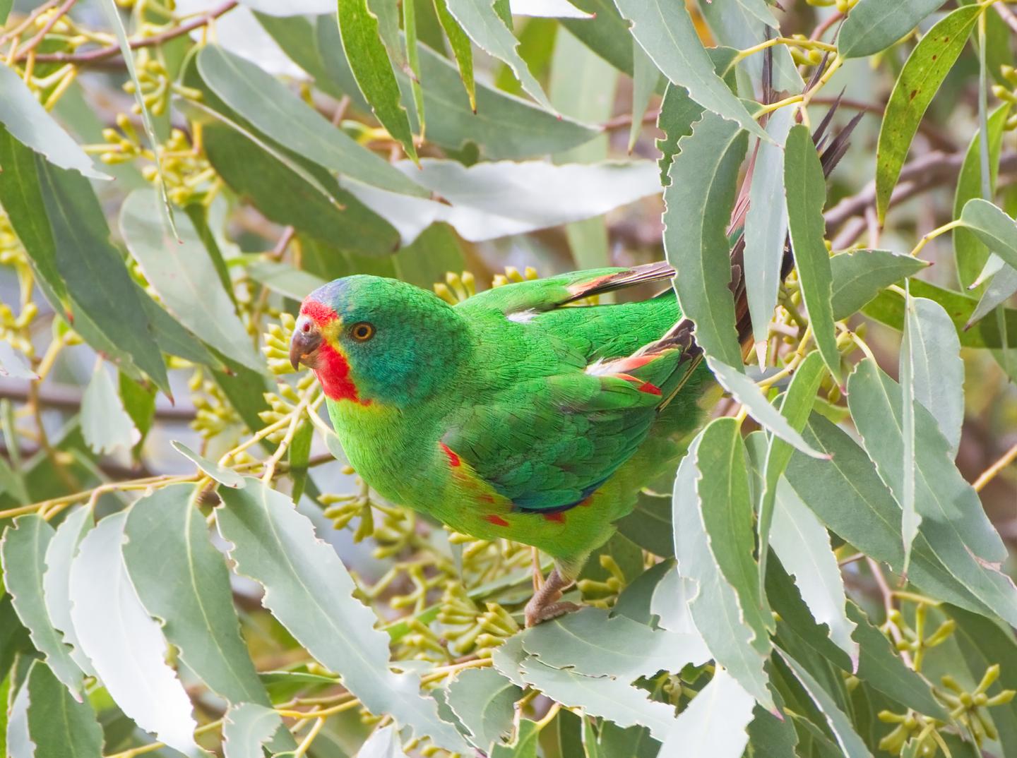 Swift Parrot