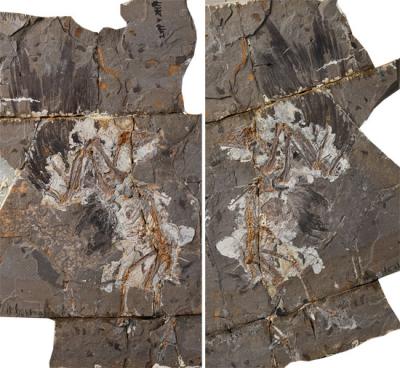 A 127-Million-Year-Old Bird, <i>Jinguofortis perplexus</i>, the Second Earliest Known Branching
