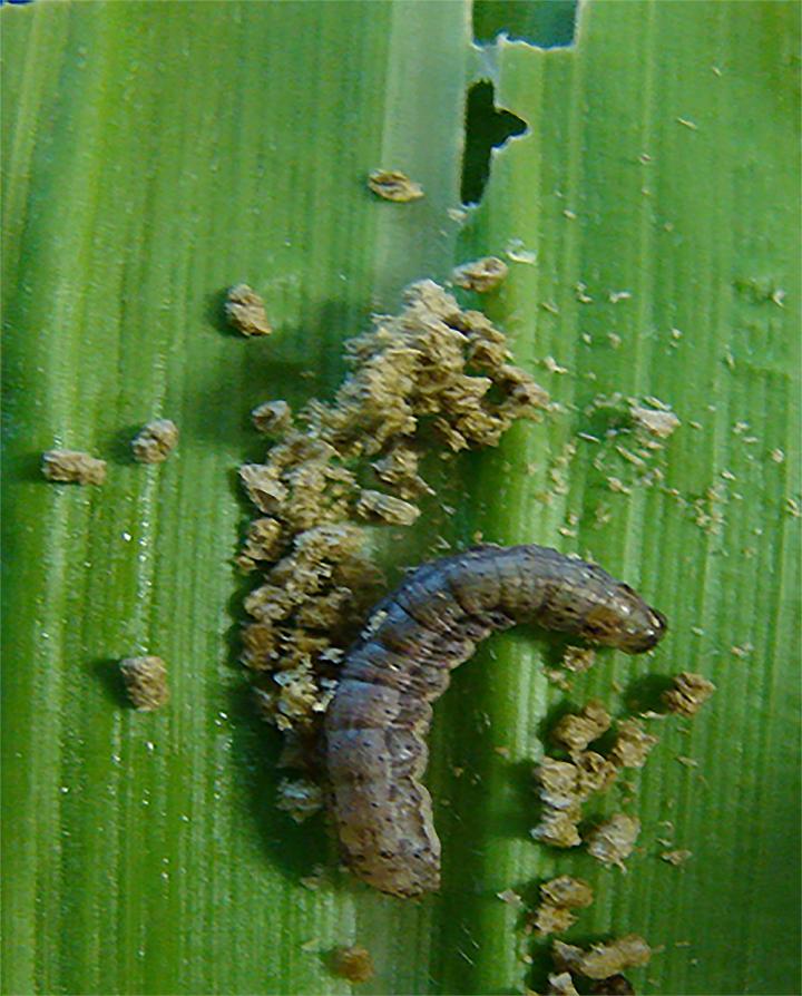 Caterpillar and Frasse