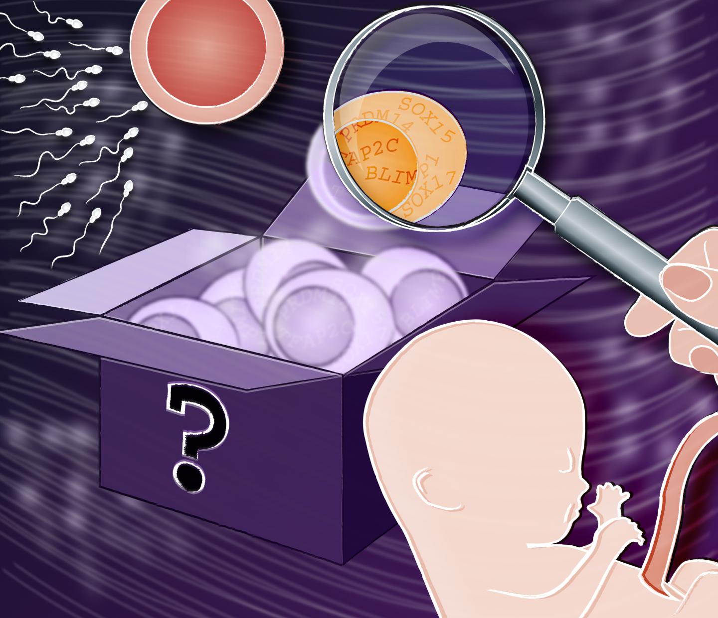 Cell Development Mystery