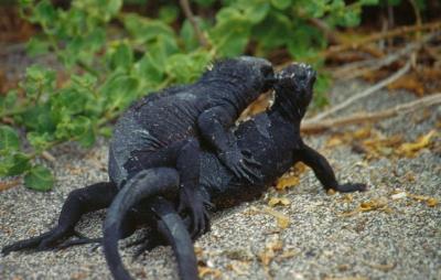 Marine Iguana 3 (of 3)