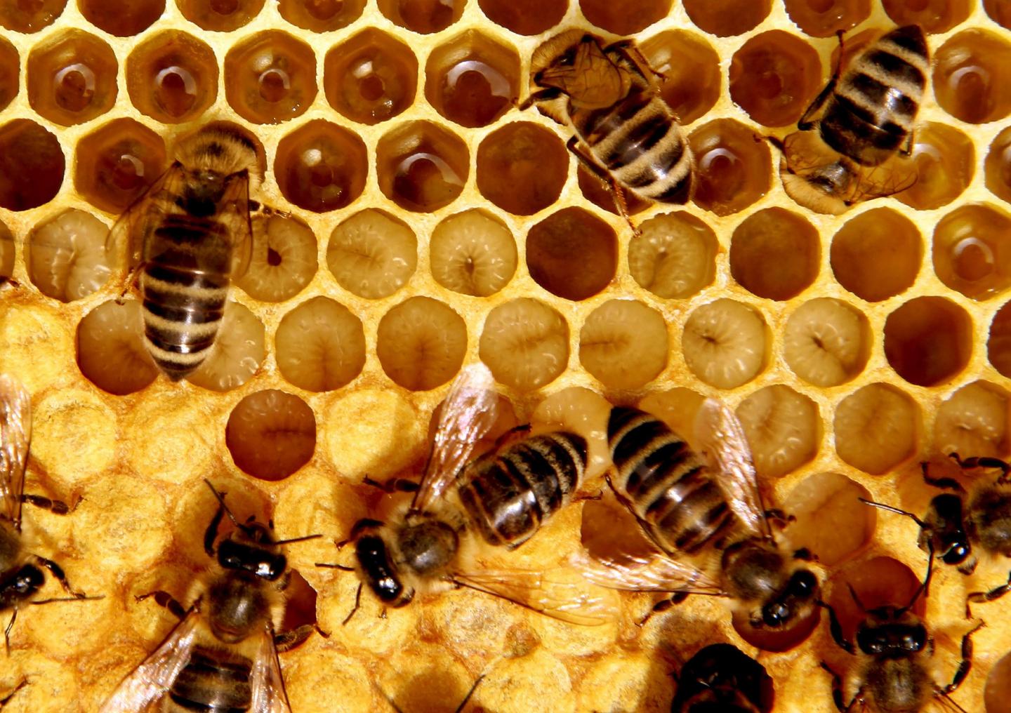 Honeybee Larvae 2 -- Credit Ryszard Maleszka