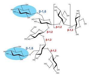 Title: Osmo-regulated periplasmic glucans found in Escherichia coli