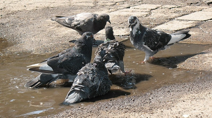 High mortality rate among pigeons