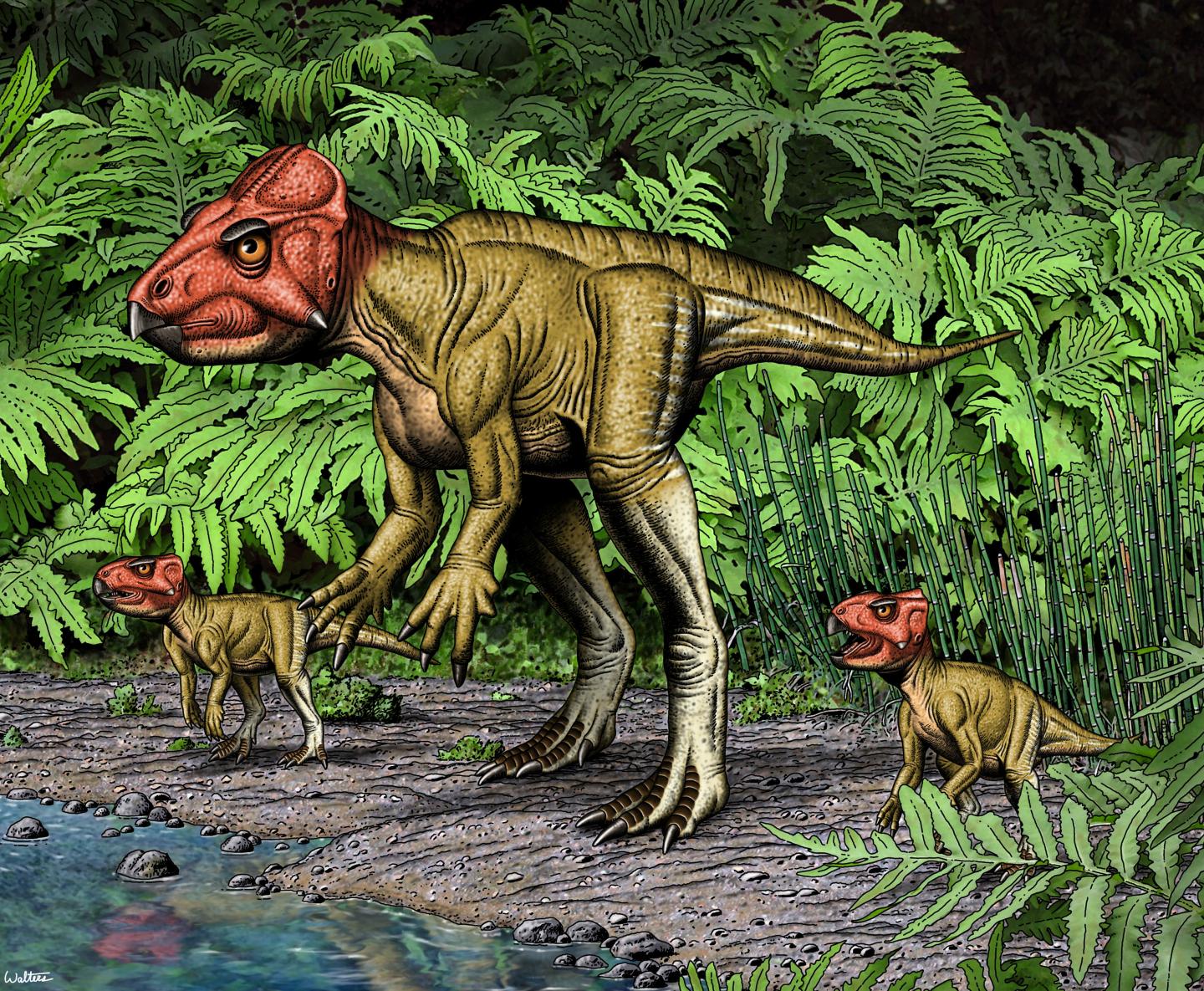 <i>Auroraceratops</i>, a <i>Triceratops</i> Relative