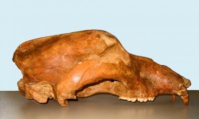 <I>Ursus spelaeus</I> Male Skull