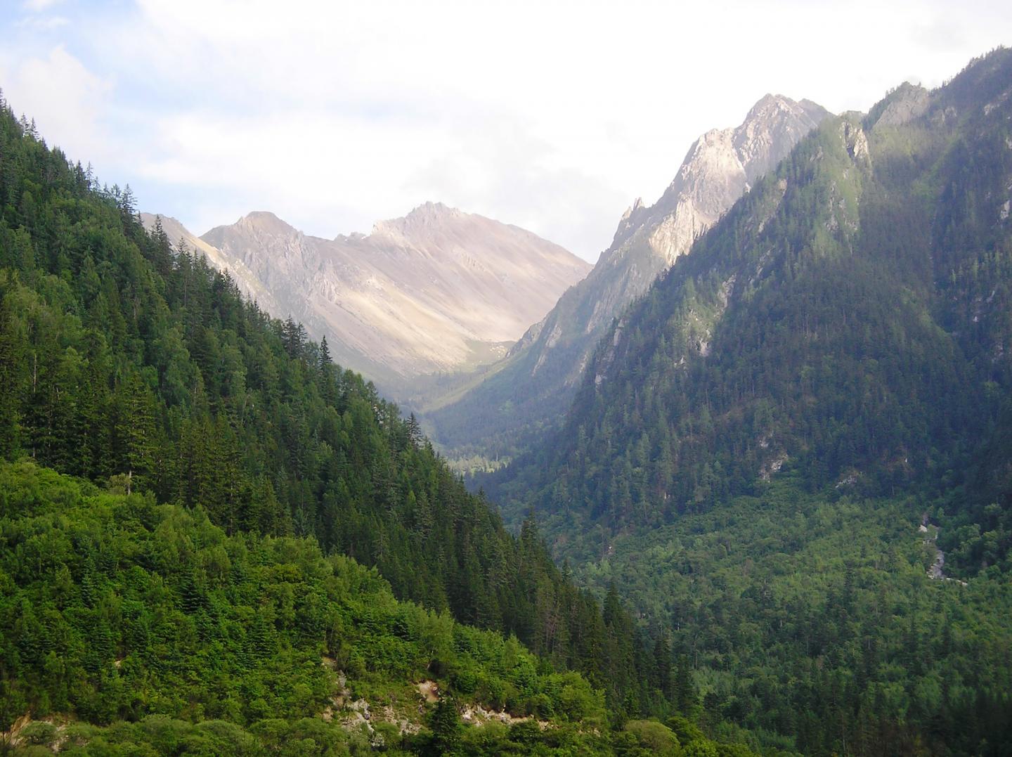 Logging Bans Are Working to Boost China's Forest Regrowth (1 of 2)