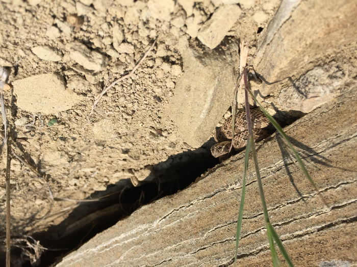 Juvenile prairie rattlesnake
