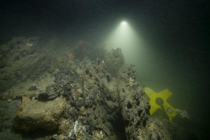 Tree stump from an 8,000 year old submerged forest in the Solent