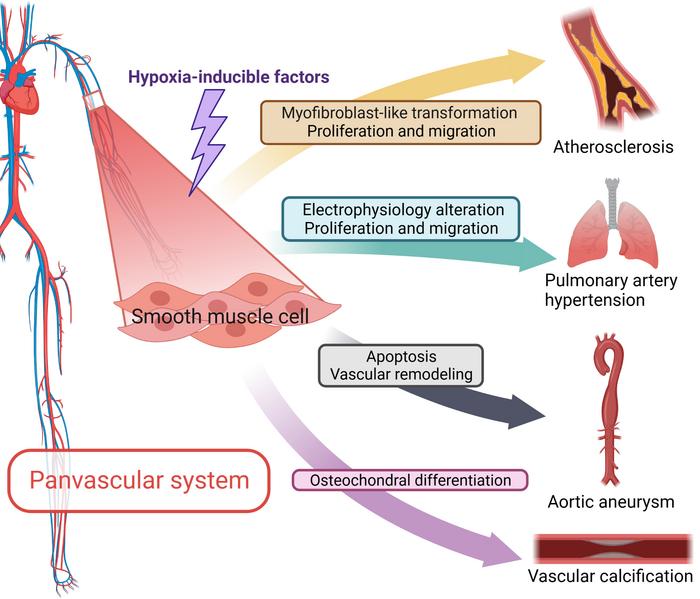 Phenotypic shift of VSMCs in response to hypoxia condition of panvascular system