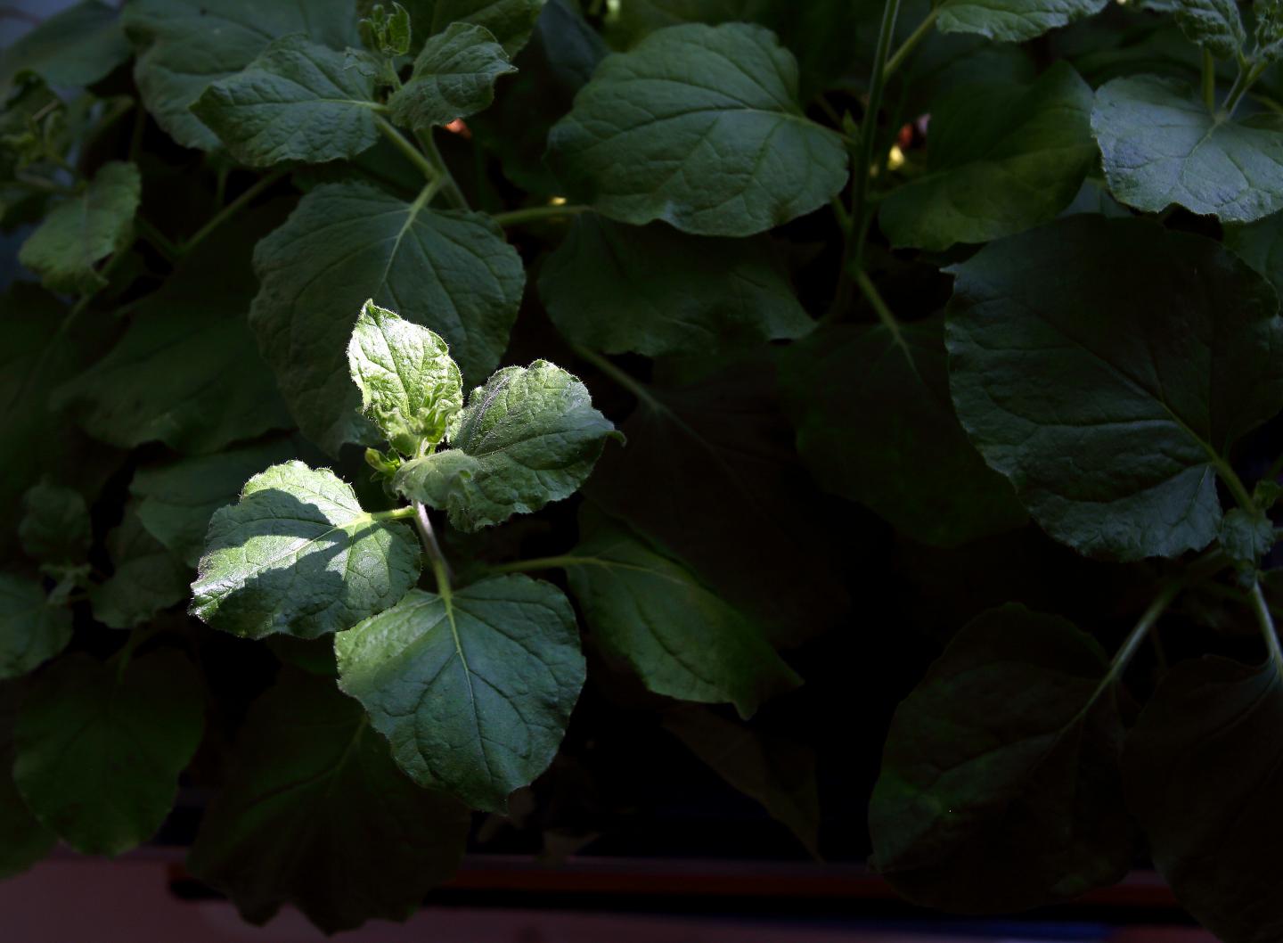 Bioengineered Tobacco Plant
